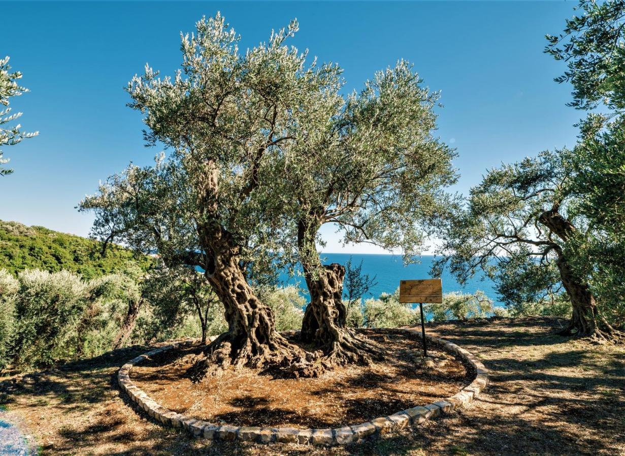 Holiday Park Olive Tree Ulcinj Kültér fotó
