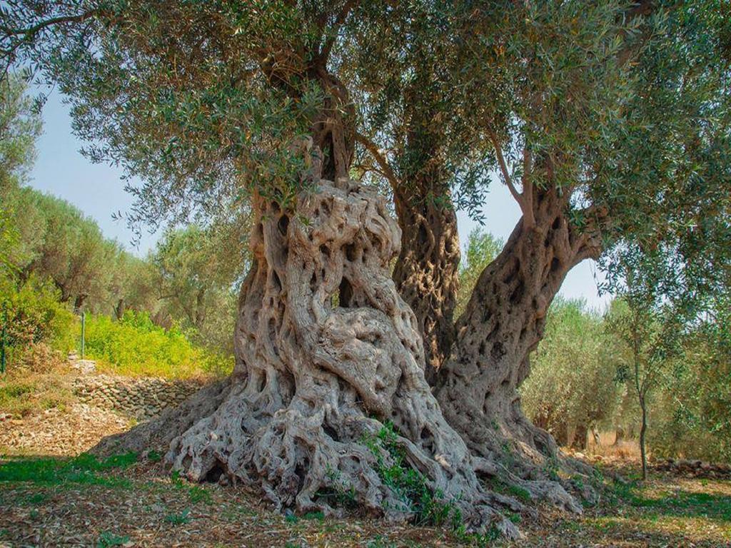 Holiday Park Olive Tree Ulcinj Kültér fotó